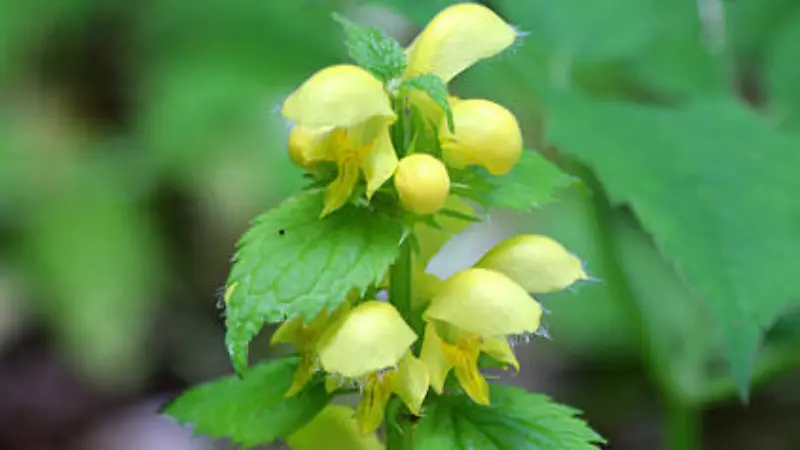 Detailed view of yellow archangel flowers with hooded petals