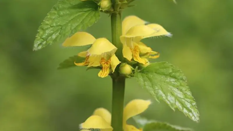 Yellow archangel flowers blooming in whorls along a green stem