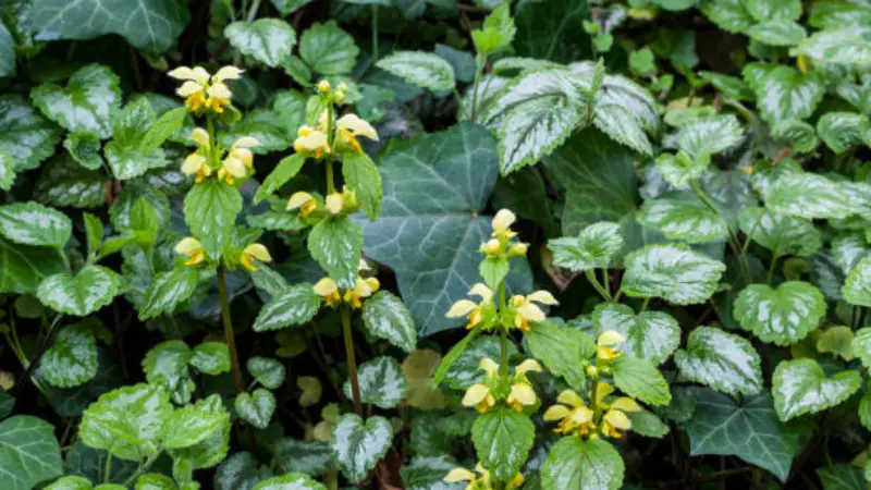 Yellow archangel flowers growing among variegated ivy leaves