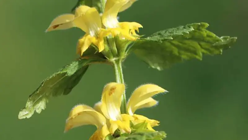 Sunlit yellow archangel flowers with visible fine hairs