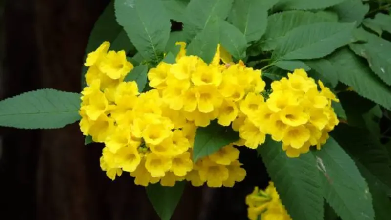 Dense cluster of trumpet-shaped yellow bells flowers surrounded by dark green serrated leaves