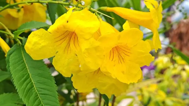 Wide shot of a yellow bells shrub covered in blooming yellow trumpet flowers and green leaves