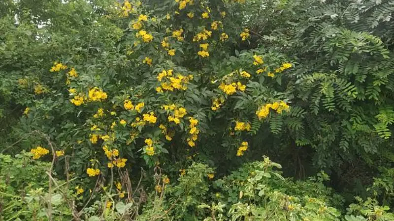 Close-up of yellow bells flowers showing red streaked throats and glossy petals