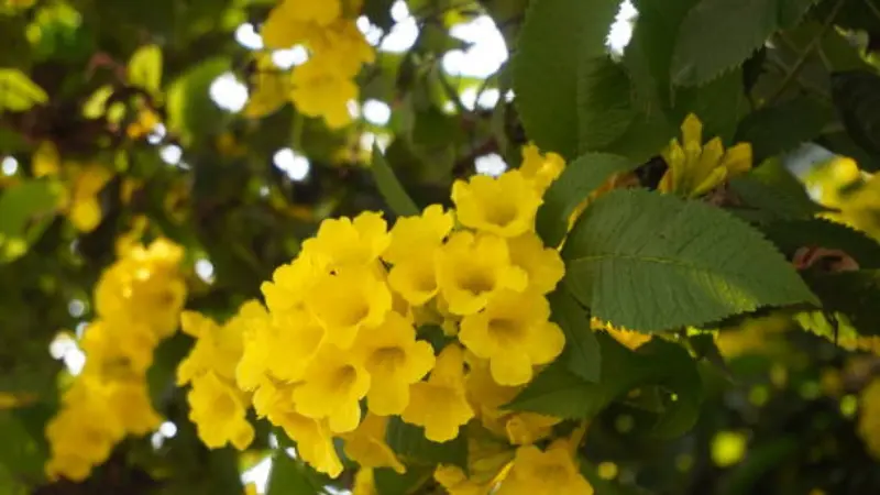 Wide view of a large yellow bells shrub in bloom surrounded by dense greenery