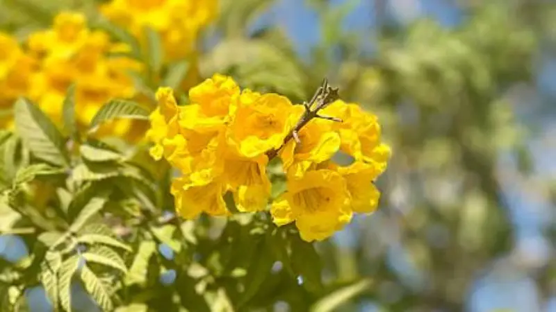 Close-up of yellow bell-shaped flowers on a branch with blurred green leaves and blue sky background