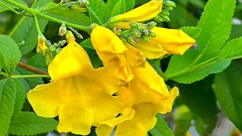 Macro shot of a large open yellow bells flower with unopened buds and green leaves nearby