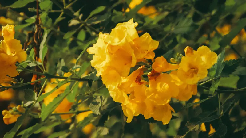 Warm-toned photo of yellow bells flower cluster illuminated by golden evening light