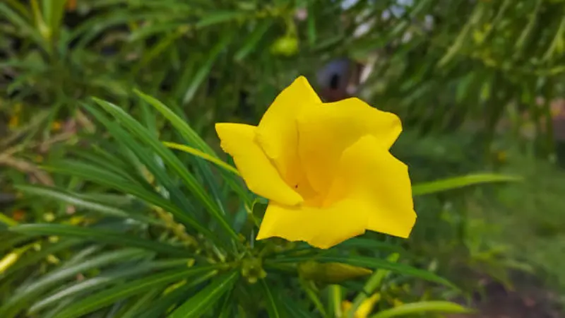 One bright yellow pinwheel-shaped flower surrounded by narrow, needle-like green leaves