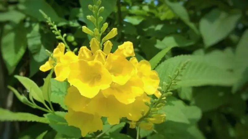 Large cluster of open yellow bell flowers with budding stems above and broad leaves below