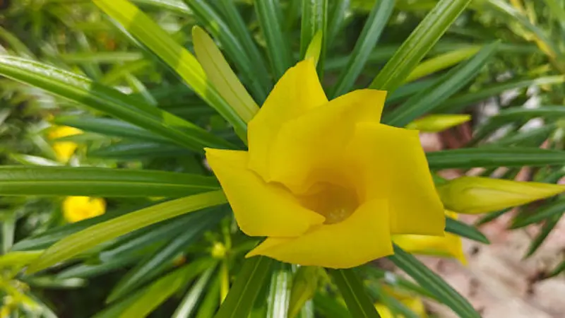 Top-down view of a swirled yellow flower encircled by thin, radiating green leaves