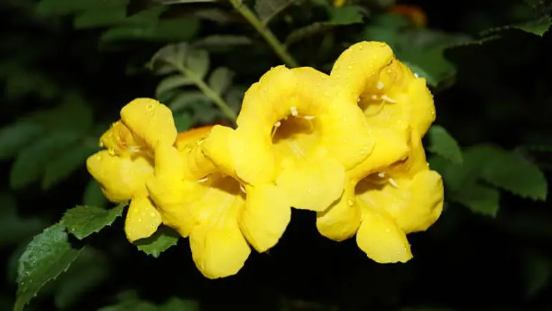 Yellow bells flower cluster with visible water droplets on the petals against a dark background