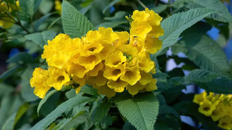 Wide shot of a yellow bells shrub covered in blooming yellow trumpet flowers and green leaves