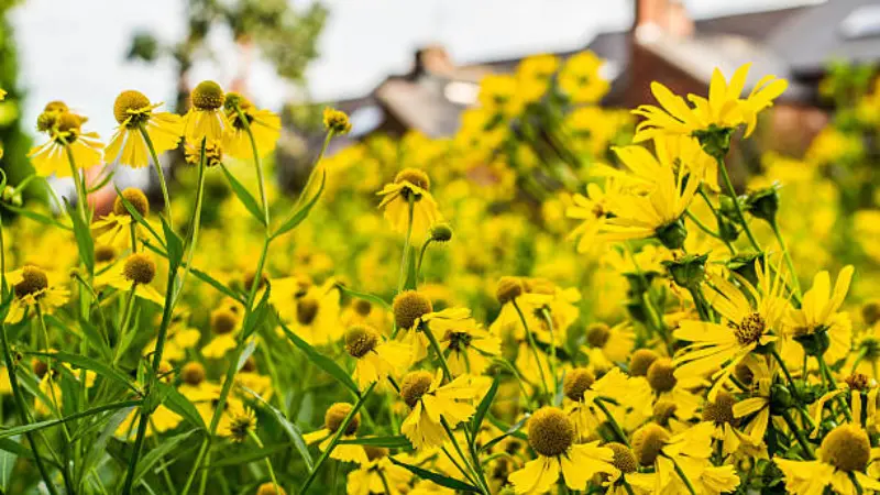 Wide shot of tall yellow coneflowers with drooping petals growing in a garden bed