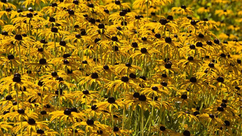 Wide view of a dense field packed with blooming black-eyed Susan flowers