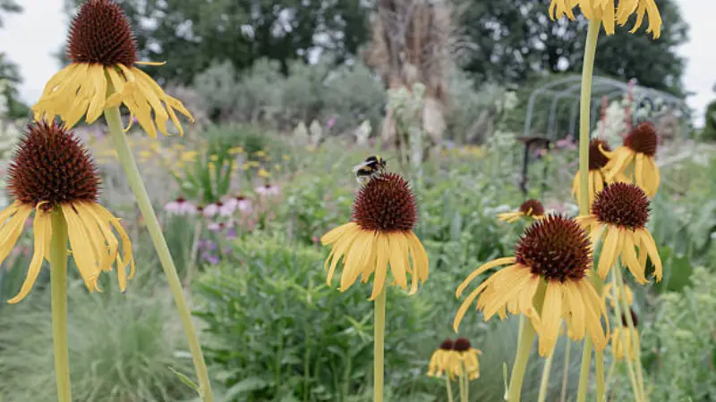 Yellow coneflowers with reddish-brown centers and a bumblebee in a wildflower garden