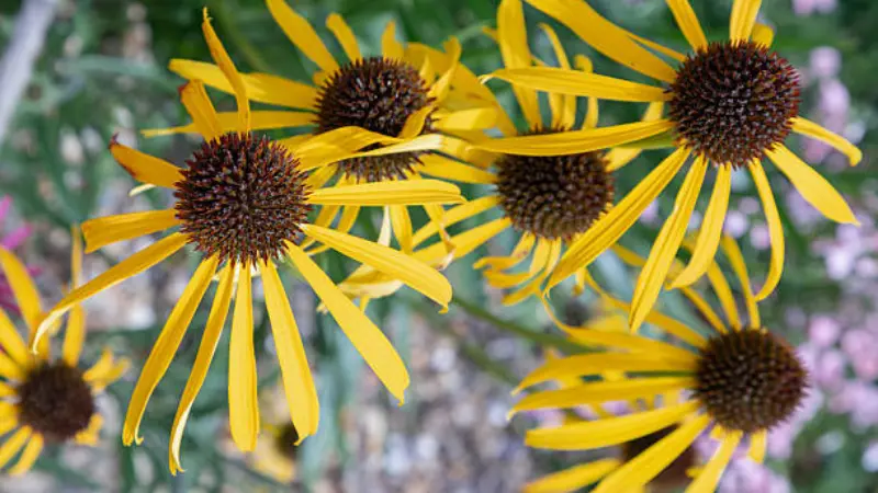 Overhead view of yellow coneflowers with spiky brown centers and yellow petals