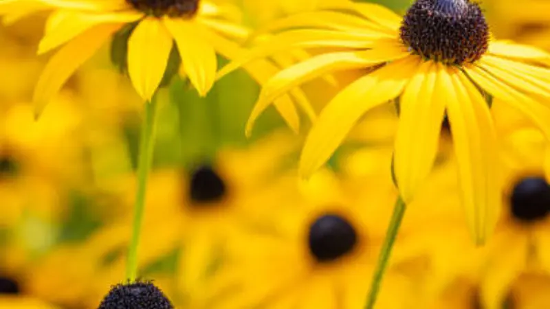 Close-up of yellow coneflower flowers with a blurred golden field background