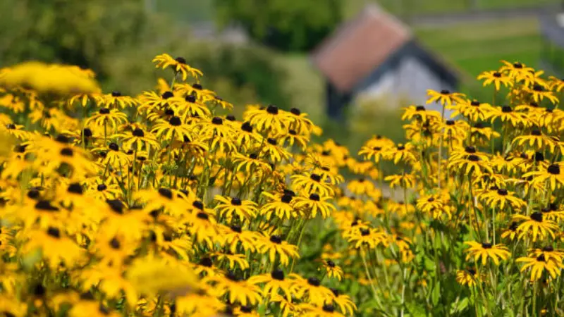 Field of yellow coneflowers with a farmhouse and green landscape in the background