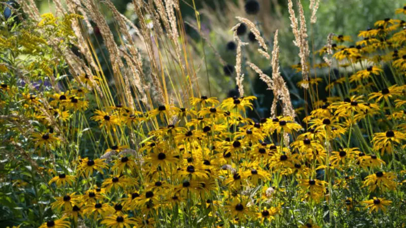Black-eye Yellow Coneflowers flower with dark centers growing amid golden ornamental grasses