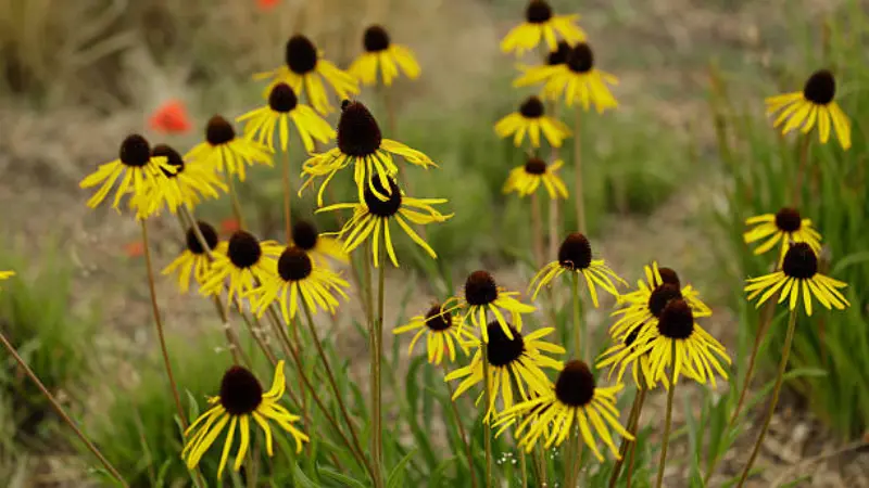 Yellow coneflowers with dark cone centers growing wild in a dry meadow