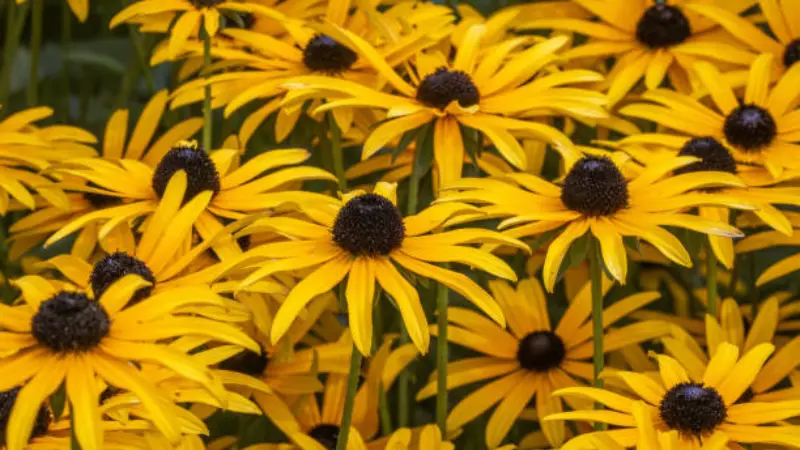 Close-up of vibrant yellow black-eyed Yellow Coneflower flowers with dark brown centers