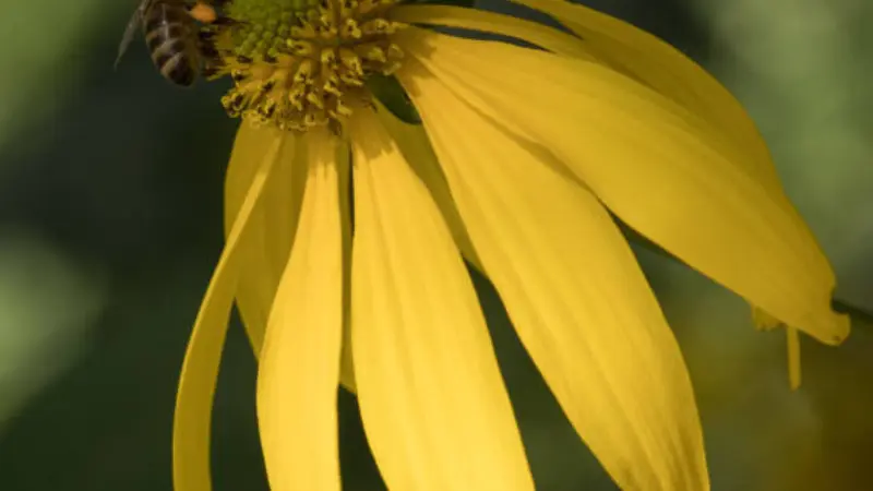 Close-up of a bee gathering pollen on a yellow coneflower's green center