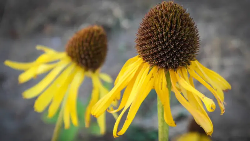 Yellow coneflowers with prominent brown cone centers and fading petals