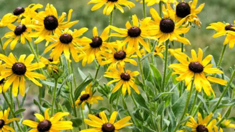 Cluster of black-eyed Susan flowers with hairy stems and leaves in a garden