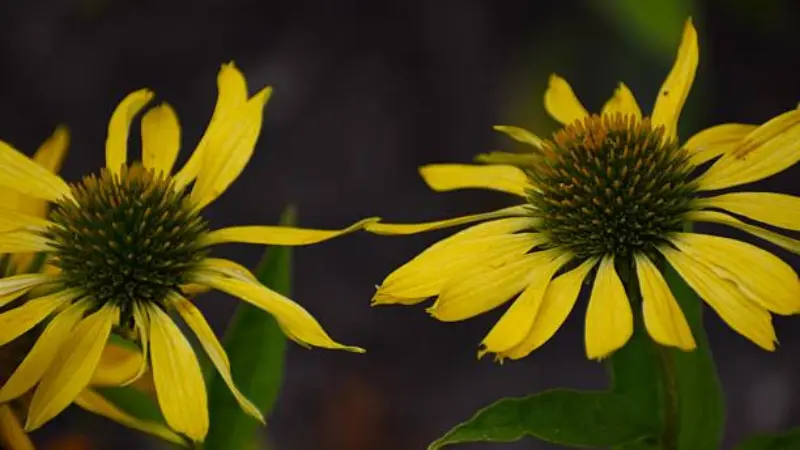 Two yellow coneflowers with greenish centers set against a dark blurred background