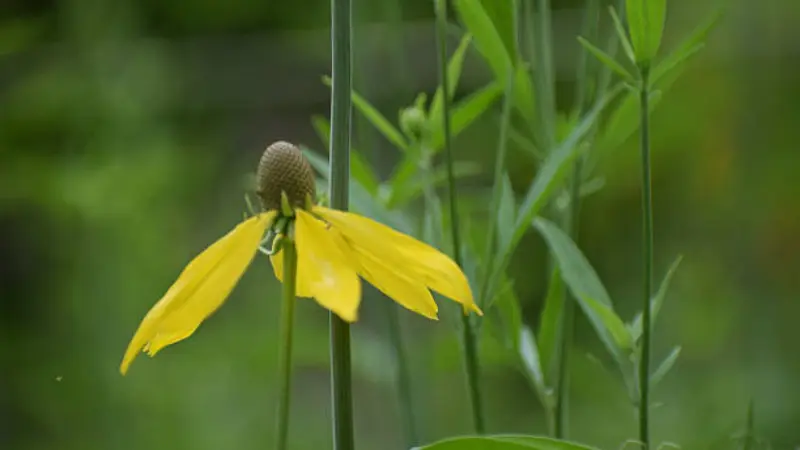 One yellow coneflower with drooping petals and a small brown center in a green field