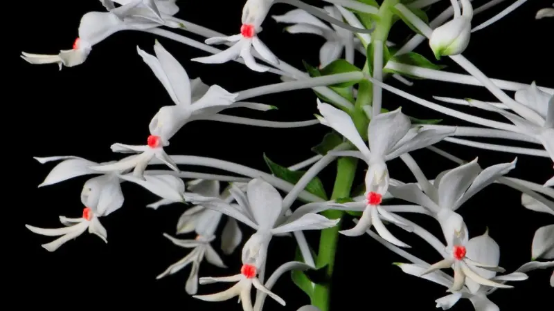 White zebra orchid flowers with red centers against a black background