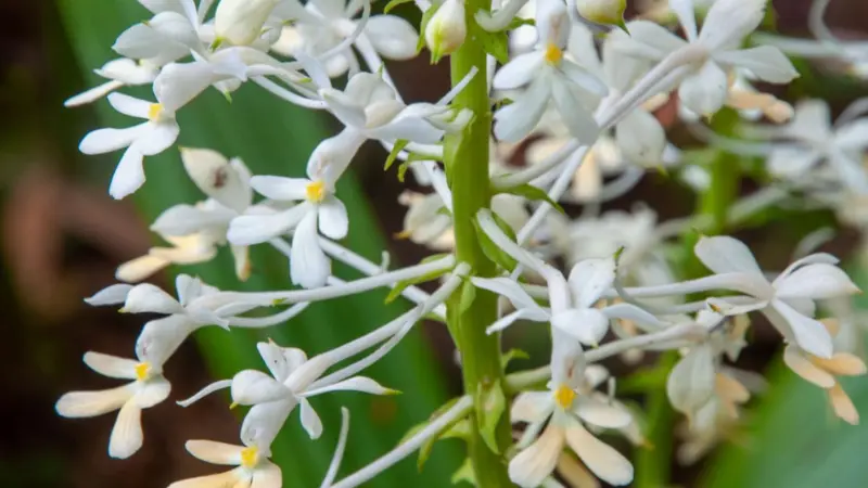 Cluster of white zebra orchid blooms with bright yellow centers and thin trailing petals