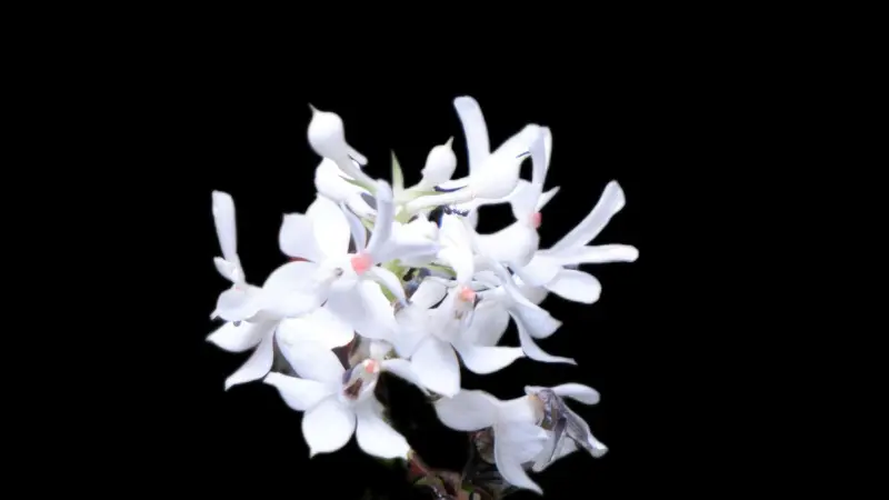 White zebra orchid flower cluster with pink-red accents on a black background