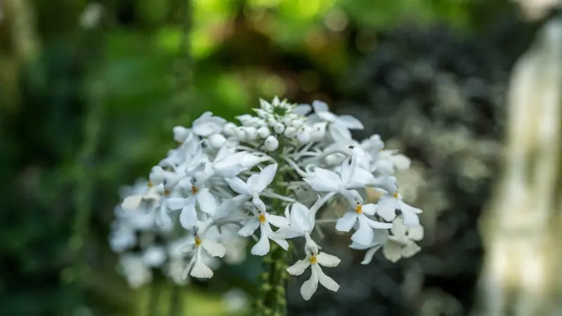 Rounded cluster of white zebra orchid flowers with yellow-orange centers in a garden