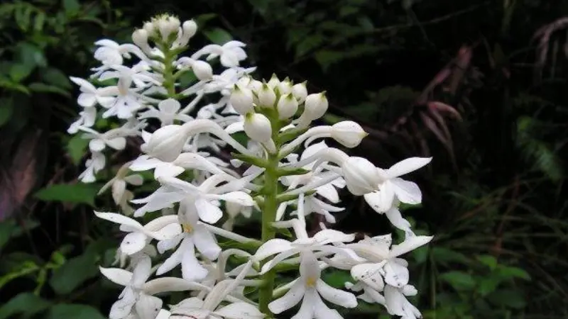 Two tall zebra orchid flower spikes with white blooms in a shaded forest understory