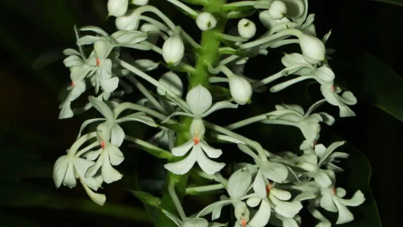 Dense spike of white zebra orchid flowers with curling petals and orange-red throats