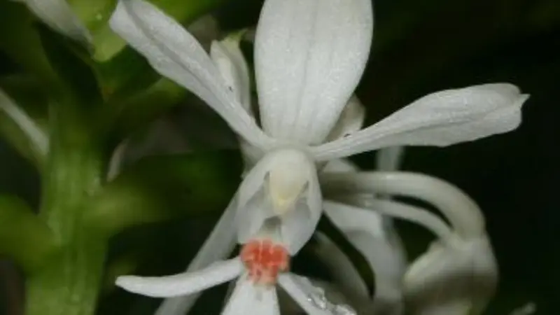 Macro shot of a white zebra orchid flower with a coral-red center and thin curved petals