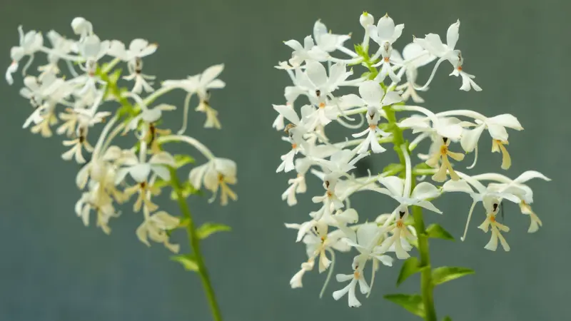 Two blooming zebra orchid sprays with white and pale yellow flowers on a green background