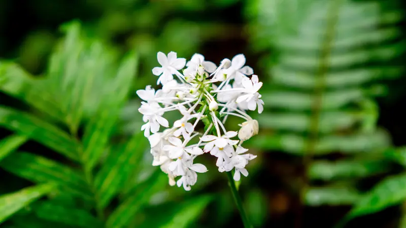Small white star-shaped flower cluster surrounded by green fern leaves