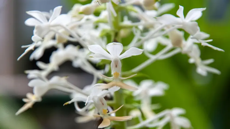 White zebra orchid flowers with pale yellow lip markings against a blurred green background