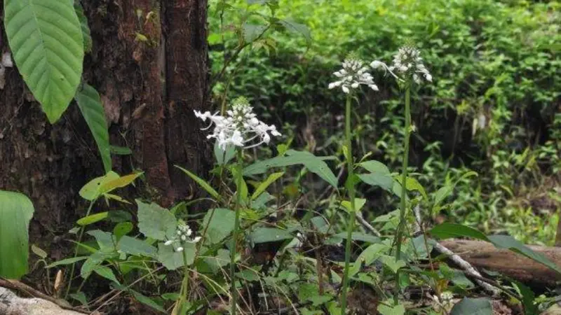 Small white flowering plants with green leaves growing near a tree trunk in a forest