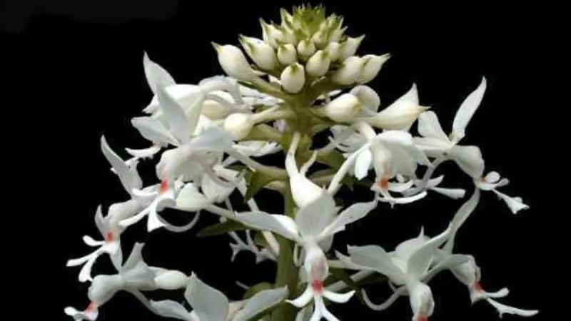 Zebra orchid flower spike with open white blooms below and green buds at the top
