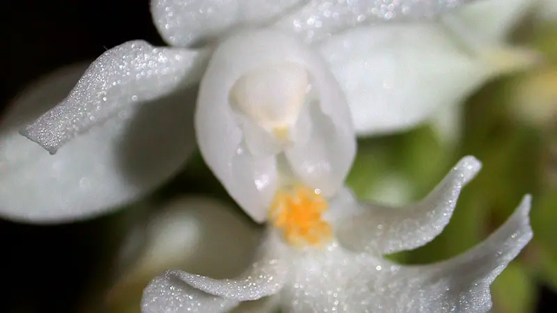 Macro view of a dew-covered white zebra orchid flower with an orange center