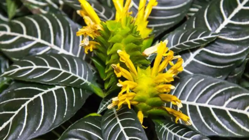 Zebra plant with two yellow flower spikes surrounded by striped leaves