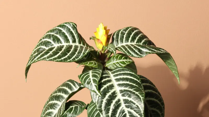 Zebra plant in a pot with a yellow flower against a peach wall