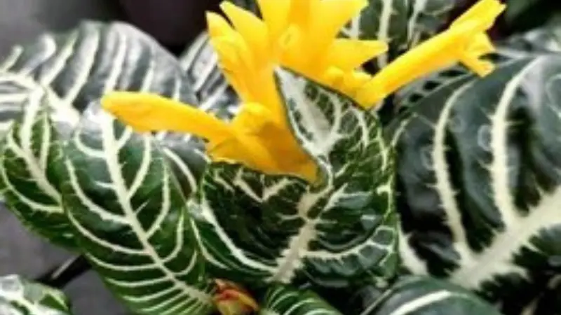 Yellow star-shaped zebra plant flowers among striped leaves