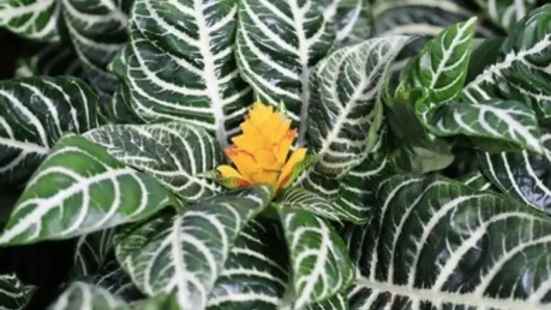 Yellow zebra plant flower centered among symmetrical striped leaves
