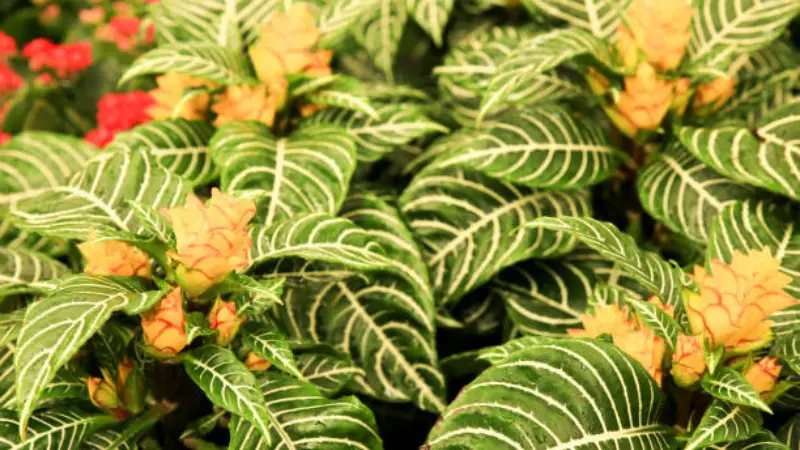 Cluster of zebra plants with orange-yellow blooms and red-veined foliage