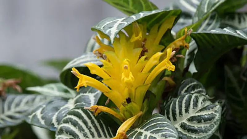 Zebra plant flower spike with open yellow tubular blooms