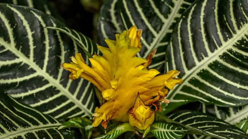 Golden yellow zebra plant flower spike between dark striped leaves